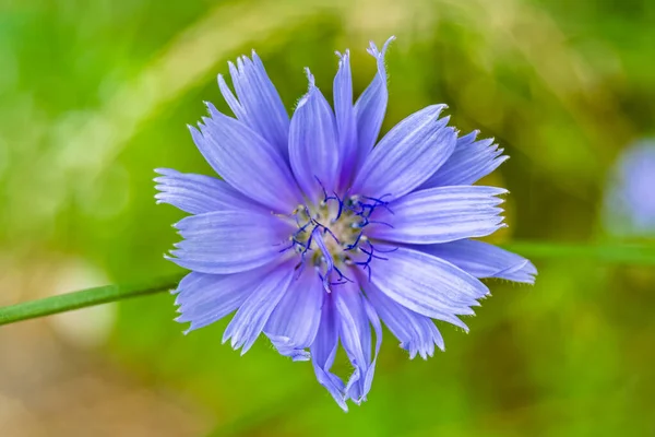 stock image Beauty wild growing flower chicory ordinary on background meadow, photo consisting from wild growing flower chicory ordinary to grass meadow, wild growing flower chicory ordinary at meadow countryside