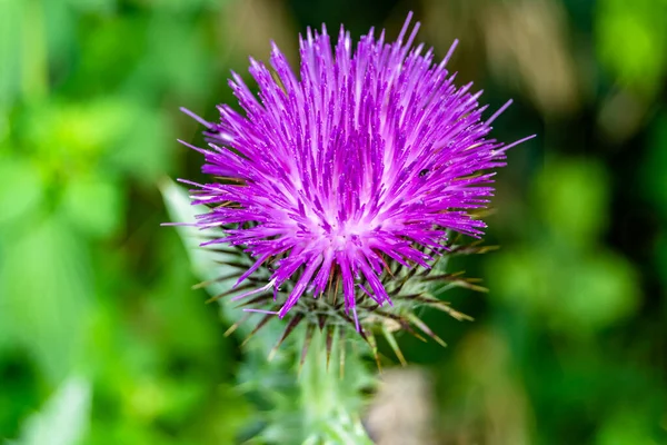 Beautiful Growing Flower Root Burdock Thistle Background Meadow Photo Consisting — 스톡 사진
