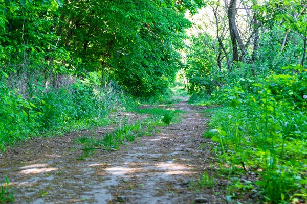 Photography Theme Beautiful Footpath Wild Foliage Woodland Photo Consisting Rural —  Fotos de Stock