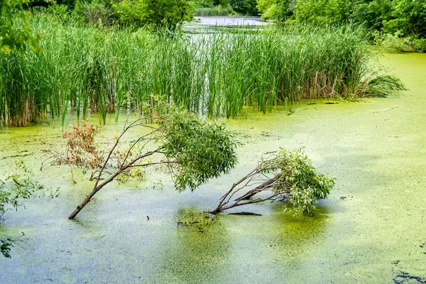 Stock image Beautiful grass swamp reed growing on shore reservoir in countryside to colored background, photography consisting of wild grass swamp reed at wet water, grass long swamp reed from natural nature