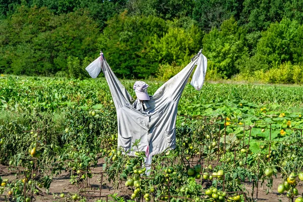Scary scarecrow in garden discourages hungry birds, beautiful landscape consists of scary scarecrow on garden land, clear light sky over big forest, scary scarecrow in garden to protect large crop