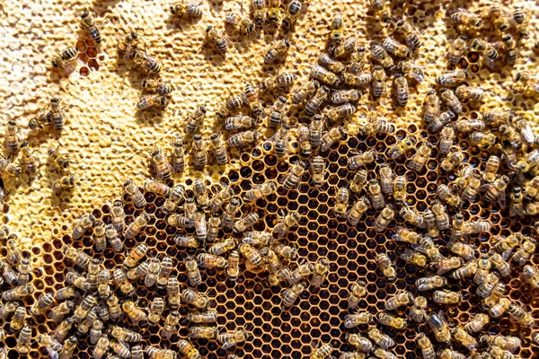 概要六角形の構造は ミツバチの巣からミツバチの巣まで黄金の蜂蜜で満たされたハニカム ミツバチの村からの蜂蜜の蜂蜜からなるハニカム夏の組成物 ミツバチの田舎から田舎までの蜂蜜の田舎です ストック写真