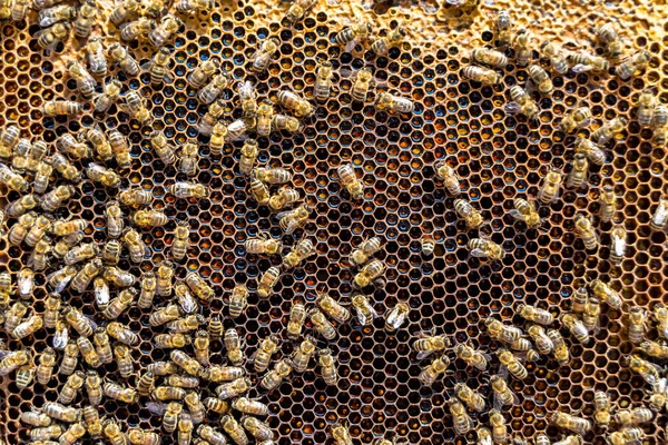概要六角形の構造は ミツバチの巣からミツバチの巣まで黄金の蜂蜜で満たされたハニカム ミツバチの村からの蜂蜜の蜂蜜からなるハニカム夏の組成物 ミツバチの田舎から田舎までの蜂蜜の田舎です ロイヤリティフリーのストック写真