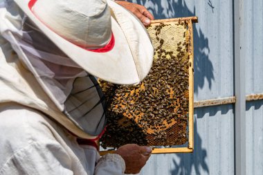 Kanatlı arı yavaşça arı yetiştiricisine uçar canlı çiçeklerden nektar toplar. Arı kovanından, arı kovanından, arı bacağındaki çiçek tozundan, arka plandaki arılar için arıcıdan oluşan arı kovanından.