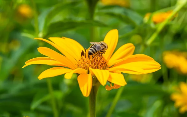 Schöne Wildblume Geflügelte Biene Auf Hintergrund Laubwiese Foto Bestehend Aus — Stockfoto