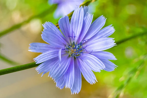 Beauty Wild Growing Flower Chicory Ordinary Background Meadow Photo Consisting — Photo