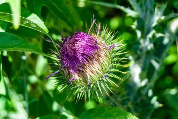 Beautiful Growing Flower Root Burdock Thistle Background Meadow Photo Consisting — Stock Photo, Image