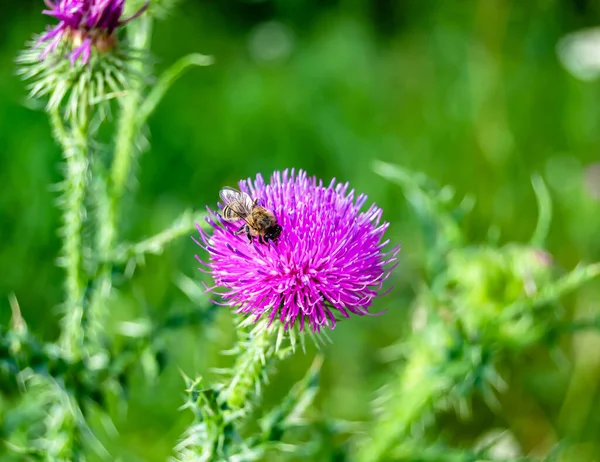 Beautiful wild flower winged bee on background foliage meadow, photo consisting from wild flower bee slowly flies to grass meadow collect nectar for honey, wild flower bee at herb meadow countryside