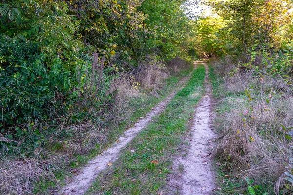 Photography Theme Beautiful Footpath Wild Foliage Woodland Photo Consisting Rural — Stockfoto