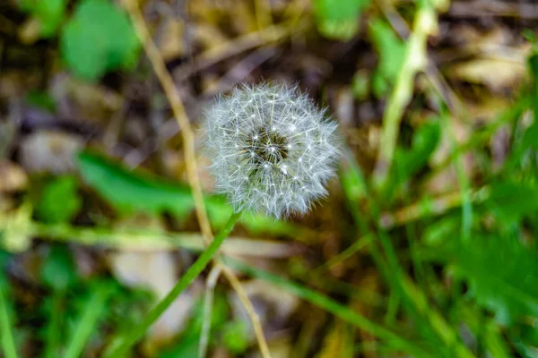 Beautiful wild growing flower seed dandelion on background meadow, photo consisting from wild growing flower seed dandelion to grass meadow, wild growing flower seed dandelion at meadow countryside