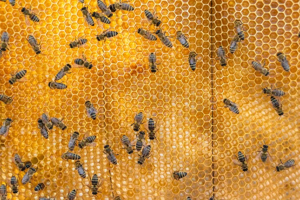 概要六角形の構造は ミツバチの巣からミツバチの巣まで黄金の蜂蜜で満たされたハニカム ミツバチの村からの蜂蜜の蜂蜜からなるハニカム夏の組成物 ミツバチの田舎から田舎までの蜂蜜の田舎です — ストック写真