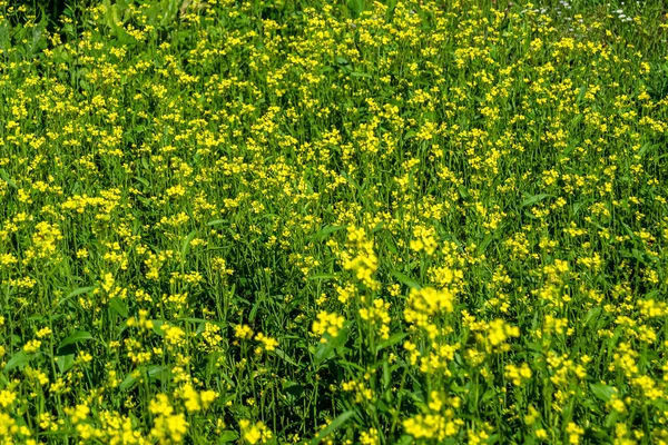 Photography Theme Fine Wild Growing Flower Mustard Background Meadow Photo — Stock Photo, Image