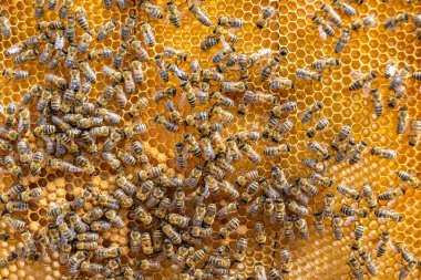 Arı kovanının soyut altıgen yapısı altın bal kovanından bal peteği, bal peteği yaz kompozisyonu arı köyünden vıcık vıcık bal, bal kırsalından kırsal arılara bal peteği