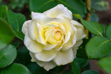 Tema üzerine fotoğraf. Arka planda büyüyen güzel çiçek. Yabani çiçeklerden oluşan fotoğraf. Çimen çayırına, yabani çiçeklerin büyüdüğü kır otlaklarında çiçek.