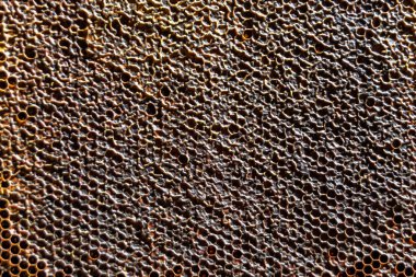 Altın nektarla dolu altıgen bal peteklerinden arı damlayan bal damlası, bal peteği yaz kompozisyonu doğal bal damlası, balmumu çerçeve arısına damlayan bal damlası, bal peteğine damlayan bal damlası