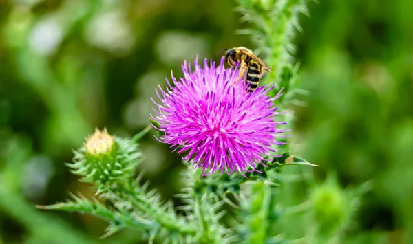 stock image Beautiful wild flower winged bee on background foliage meadow, photo consisting from wild flower bee slowly flies to grass meadow collect nectar for honey, wild flower bee at herb meadow countryside