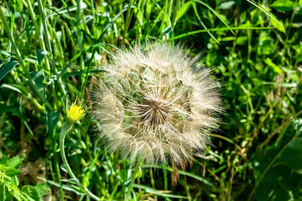 Beautiful Wild Growing Flower Seed Dandelion Background Meadow Photo Consisting — 스톡 사진