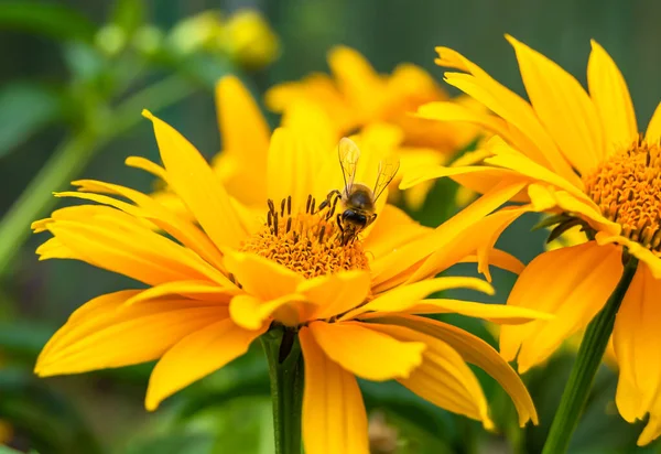 Όμορφη Άγρια Φτερωτή Μέλισσα Λουλούδι Στο Φόντο Λιβάδι Φύλλωμα Φωτογραφία — Φωτογραφία Αρχείου