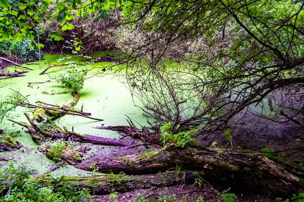 Schöne Grassümpfe Schilfrohr Wächst Ufer Reservoir Der Landschaft Farbigen Hintergrund — Stockfoto