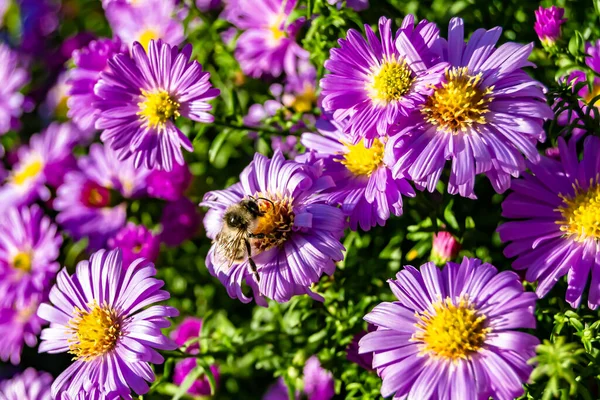 Beautiful Wild Flower Winged Bee Background Foliage Meadow Photo Consisting — Stock Photo, Image
