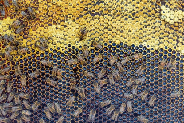 Abstrakte Sechseckige Struktur Ist Bienenwabe Aus Bienenstock Gefüllt Mit Goldenem — Stockfoto