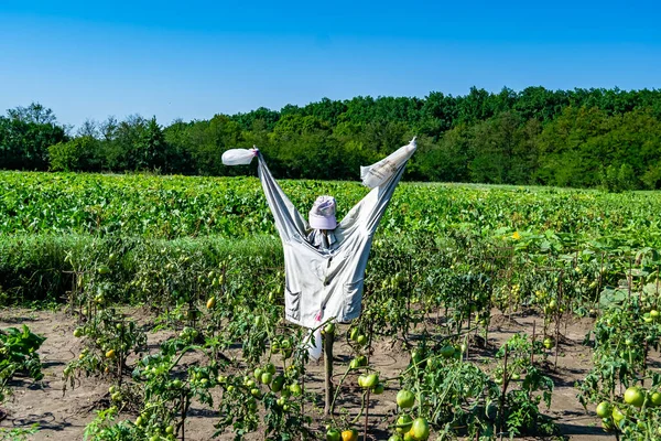 stock image Scary scarecrow in garden discourages hungry birds, beautiful landscape consists of scary scarecrow on garden land, clear light sky over big forest, scary scarecrow in garden to protect large crop