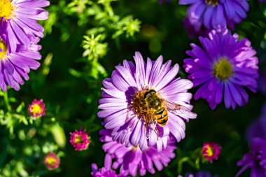 Arka planda yaban arısı kanatlı güzel bir arı, yabani çiçeklerden oluşan bir fotoğraf. Arı otlağa doğru yavaşça uçuyor bal için nektar topluyor, kır otlaklarında yabani bir çiçek arısı.