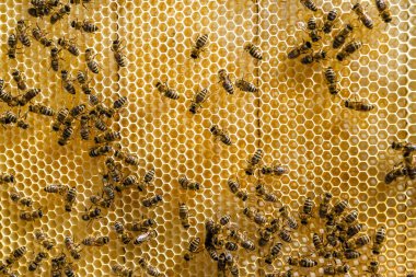 Arı kovanının soyut altıgen yapısı altın bal kovanından bal peteği, bal peteği yaz kompozisyonu arı köyünden vıcık vıcık bal, bal kırsalından kırsal arılara bal peteği