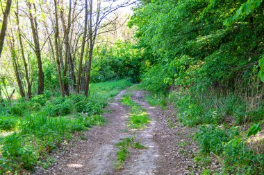 Tema üzerine fotoğrafçılık Vahşi Orman 'daki güzel patika, Vahşi Orman' a uzanan kırsal yaya yolu, İnsansız Orman 'a giden yol, Vahşi Orman' daki yaya yolu, Bu doğal doğa