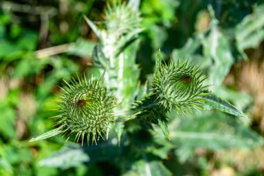 Arkaplan otlağında güzel yetişen çiçek kökü dikenli devedikeni. Çiçek kökü dikeninden çim çayırına kadar uzanan fotograf. Meadow kırsalında çiçek kökü dikenli dikenli devedikeni.