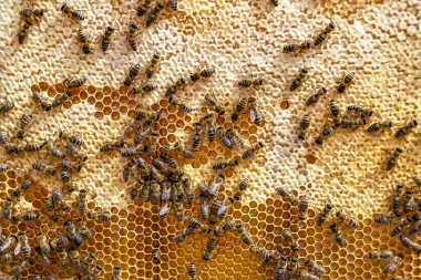 Arı kovanının soyut altıgen yapısı altın bal kovanından bal peteği, bal peteği yaz kompozisyonu arı köyünden vıcık vıcık bal, bal kırsalından kırsal arılara bal peteği