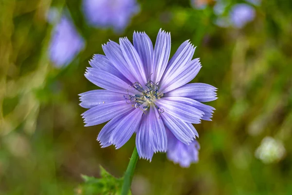Beauty Wild Growing Flower Chicory Ordinary Background Meadow Photo Consisting — 스톡 사진