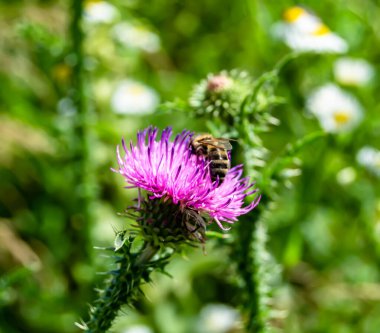 Arka planda yaban arısı kanatlı güzel bir arı, yabani çiçeklerden oluşan bir fotoğraf. Arı otlağa doğru yavaşça uçuyor bal için nektar topluyor, kır otlaklarında yabani bir çiçek arısı.