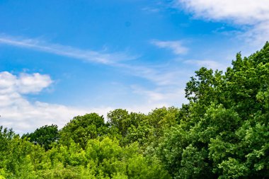 Renkli doğal arka plan üzerine köy çayırında güzel bir ufuk manzarası, uzun çayırdaki çayır köyünde ufuk manzarası, hayvan için köy otlağındaki ufuk doğa manzarası.