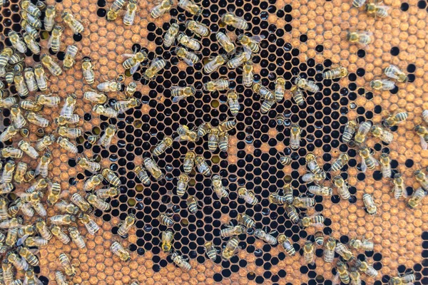 Abstract Hexagon Structure Honeycomb Bee Hive Filled Golden Honey Honeycomb — Stock Photo, Image