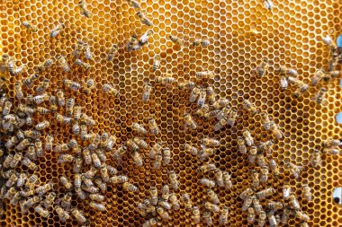 Arı kovanının soyut altıgen yapısı altın bal kovanından bal peteği, bal peteği yaz kompozisyonu arı köyünden vıcık vıcık bal, bal kırsalından kırsal arılara bal peteği