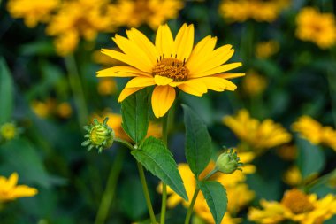 Güzel, yabani, büyüyen çiçek, arka planda sahte ayçiçeği, yabani çiçeklerden oluşan fotoğraf, sahte ayçiçeği, çimen çayırı, vahşi, büyüyen çiçek, sahte ayçiçeği çayırı.