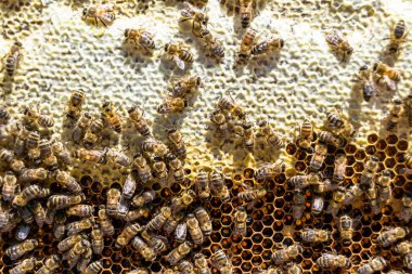 Arı kovanının soyut altıgen yapısı altın bal kovanından bal peteği, bal peteği yaz kompozisyonu arı köyünden vıcık vıcık bal, bal kırsalından kırsal arılara bal peteği