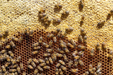 Arı kovanının soyut altıgen yapısı altın bal kovanından bal peteği, bal peteği yaz kompozisyonu arı köyünden vıcık vıcık bal, bal kırsalından kırsal arılara bal peteği