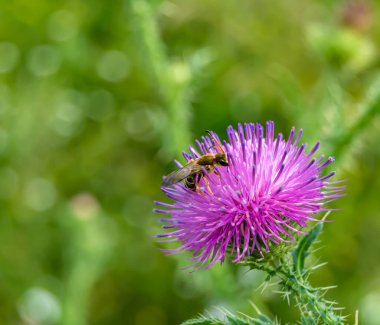 Arka planda yaban arısı kanatlı güzel bir arı, yabani çiçeklerden oluşan bir fotoğraf. Arı otlağa doğru yavaşça uçuyor bal için nektar topluyor, kır otlaklarında yabani bir çiçek arısı.