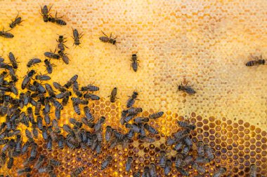 Arı kovanının soyut altıgen yapısı altın bal kovanından bal peteği, bal peteği yaz kompozisyonu arı köyünden vıcık vıcık bal, bal kırsalından kırsal arılara bal peteği