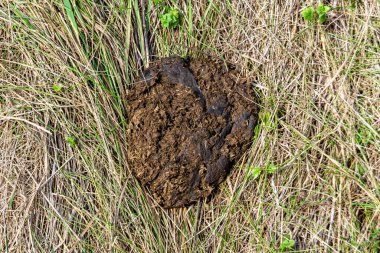Tema üzerine fotoğraf. Taze inek gübresi gübresi gübresi gübresi. Gübre gübresi doğadan gelir.