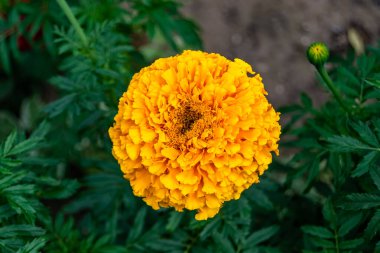 Arka bahçedeki çayırlarda yetişen güzel yabani çiçek kadife çiçeği takvimi, yabani çiçek kadife çiçeklerinden çayırlara, bitki çayırlarında yetişen yabani çiçek kadife çiçekleri.