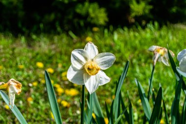 Kırsalda çiçek açan nektarlı vahşi güzellik, kırlarda açan kır çiçekleri, tarlada açan doğal otlar kırsal alanda açan yabani küçük çiçekler.