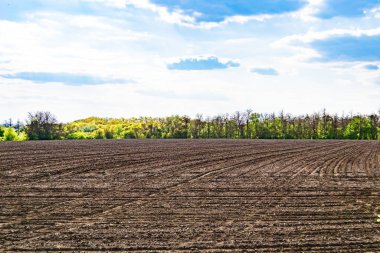 Organik hasat için büyük boş tarla fotoğrafları, gökyüzü arka planında hasat için büyük boş tarım tarlalarından oluşan fotoğraf, bu sonbahar mevsiminde hasat için boş tarla.