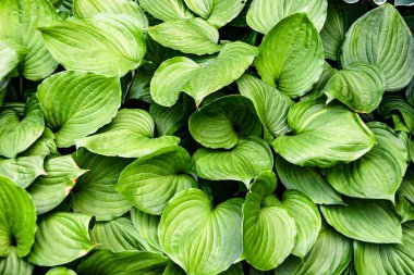 Tema: Akçaağaç yapraklarının yüzeye düşen sonbahar soyut arkaplanı, sabahları kırsal alanda ıslak sonbahar akçaağaç yapraklarının düşmesi, sonbahar akçaağaç yapraklarının farklı akçaağaç yapraklarının düşmesi.