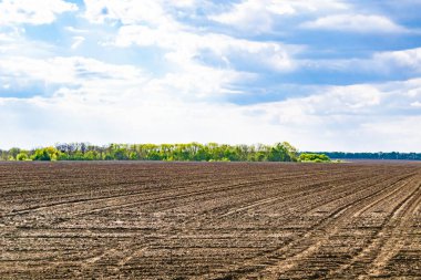 Organik hasat için büyük boş tarla fotoğrafları, gökyüzü arka planında hasat için büyük boş tarım tarlalarından oluşan fotoğraf, bu sonbahar mevsiminde hasat için boş tarla.