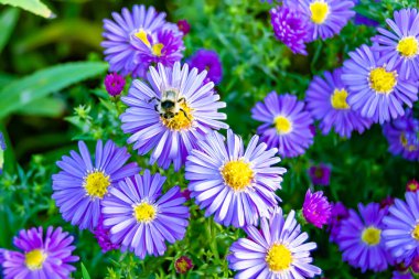 Arka planda yaban arısı kanatlı güzel bir arı, yabani çiçeklerden oluşan bir fotoğraf. Arı otlağa doğru yavaşça uçuyor bal için nektar topluyor, kır otlaklarında yabani bir çiçek arısı.
