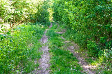 Tema üzerine fotoğrafçılık Vahşi Orman 'daki güzel patika, Vahşi Orman' a uzanan kırsal yaya yolu, İnsansız Orman 'a giden yol, Vahşi Orman' daki yaya yolu, Bu doğal doğa