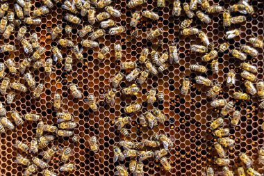 Arı kovanının soyut altıgen yapısı altın bal kovanından bal peteği, bal peteği yaz kompozisyonu arı köyünden vıcık vıcık bal, bal kırsalından kırsal arılara bal peteği
